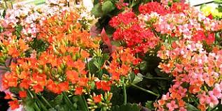 Image result for Kalanchoe hametiorum