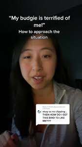 Replying to @thebudgieacademy “my budgie parakeet is so scared I can’t get  near it” This is how I would approach things with a budgie that can’t even  EXIST comfortably in the same space and you can’t ...