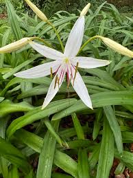 Image result for Crinum walteri