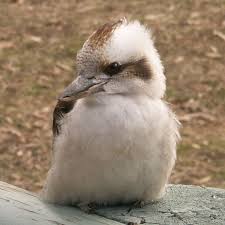 Laughing Kookaburra Tidbinbilla Nature Preserve Canberra Australia 2006 Animals And Pets Cute Animals Animals