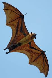 Flying foxes are the largest bats species with the weight of up to 3.5 lb (1.6 kg). Flying Fox Description Habitat Facts Britannica