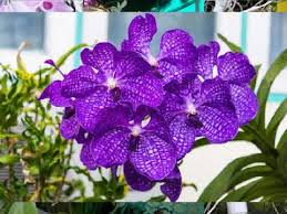 2 jenis dan nama jenis orkid. Rahsia Menjadikan Pokok Sentiasa Berbunga Lebat Youtube