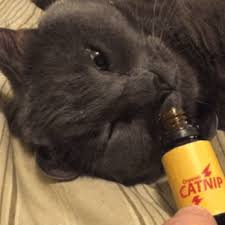 Choose from over a million free vectors, clipart graphics, vector art images, design templates, and illustrations created by artists worldwide! I Gotta Have My Pops Artisanal Poppers Are The Next Big Thing In Butt Sex