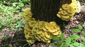 Maybe you would like to learn more about one of these? Minnesota Seasons Golden Oyster Mushroom