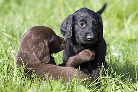 These cuties were born may 8th. Flat Coated Retriever Dog Breed Information