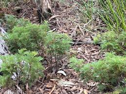 Image result for Vitellariopsis kirkii