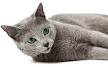 Russian Blue cats: Perfect for your Allergies | Russian ...