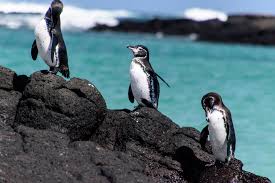 On this episode of animal fact files discover the only species of penguins found north of the equator.you can learn more on:twitter. The Loneliest Penguins In The World Ocean Oculus