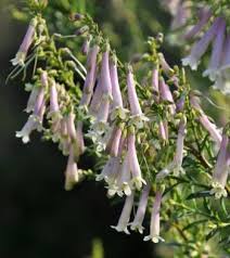 Image result for Freylinia