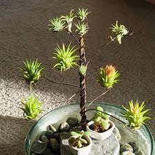These air plant holders are perfect for someone who likes to keep things simple. Homelysmart 10 Diy Air Plant Holders For Your Home Homelysmart