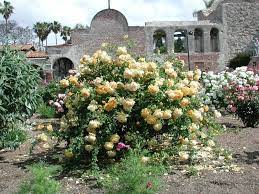 David Austin Golden Celebration Rose Care Instructions Antique Roses Forum Gardenweb Rose Garden Design Golden Celebration Rose Flower Care