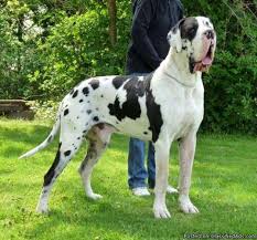 Look at pictures of great dane puppies in new jersey who need a home. Jumbo European Harlequin Great Dane Puppies Available For Sale In Danbury Connecticut Best Pets Online