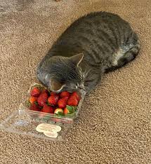 According to aspca (american society for the prevention of cruelty to animals), this refreshing fruit is not toxic to cats. Cat Won T Stop Snuggling His Mom S Container Of Strawberries The Dodo