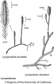 Image result for Lycopodium