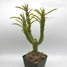 Image result for Senecio