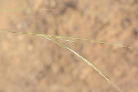 Image result for Aristida adscensionis