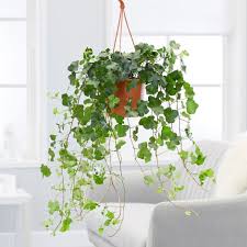 Родина — африка, юг азии, юг европы, крым. Buy English Ivy Hedera Helix Wonder 27 99 Delivery By Crocus