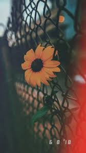 It goes very well with yellow background. Sunflower Aesthetic Grunge Wallpapers Top Free Sunflower Aesthetic Grunge Backgrounds Wallpaperaccess