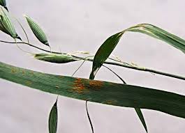 Image result for rez rzivost ostru%u017Einy