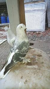 Bertho Pascal Adli Kullanicinin Animaux De La Ferme Panosundaki Pin Evcil Hayvanlar Hayvanlar Guzel Kuslar