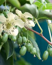 Climbing Perennials Hayloft Planting Bulbs Plants Strawberry Plants