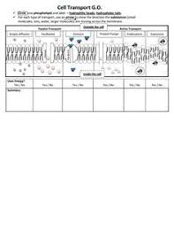 Go Cell Transport Pdf Biology Lessons Cell Transport Cell Theory