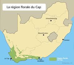 Vivre en afrique du sud. La Protea Symbole D Afrique Du Sud Blog Voyage Afrique Du Sud