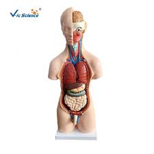 Find over 100+ of the best free human body parts images. Hot Sale 55cm Medical Unisex Human Body Anatomical Organs Model 20 Parts Teaching For Students Medical Science Aliexpress