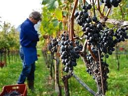 Tratamente Vita De Vie Grape Trellis Grapes Fruit