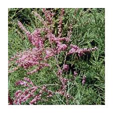 Image result for tamarix ramosissima pink cascade