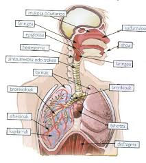 Resultado de imagen de digestio aparatua organoak