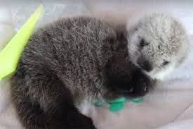Unlike other marine mammals, sea otters lack an insulating layer of blubber and rely on their fur and high metabolism to keep warm instead. You Otter Name This Sea Otter Pup Victoria News