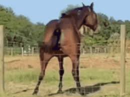 Horses Ass GIFs 