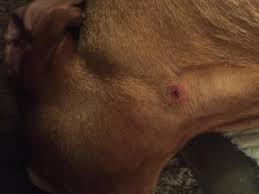 Your dermatologist or pharmacist can provide you with special lotions to get. Sore Scab Ingrown Hair Hungarian Vizsla Forums
