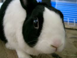 The petco name is used for the brand name. Pets Welcome Peterborough