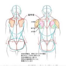 It is the surface of the body opposite from the chest and the abdomen.the vertebral column runs the length of the back and creates a central area of recession. 180 Character Anatomy Back Ideas Anatomy Back Anatomy Character Design