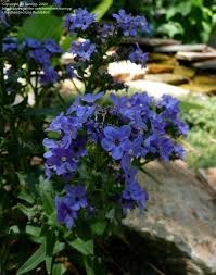 Image result for Anchusa capensis