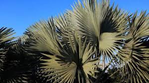 If your seed fails to germinate or your. Mexican Fan Palm Washingtonia Robusta Profile Rayagarden