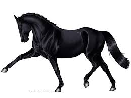Black Horse By Wideturn Deviantart Com On Deviantart Black Horse Horses Black