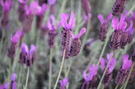 Image result for Plectranthus mandalensis