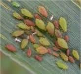 Image result for květopas jahodníkový