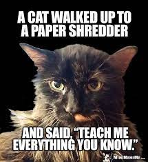 Feline Joke A Cat Walked Up To A Paper Shredder And Said Teach Me Everything You Know Funny Cat Jokes Funny Cat Memes Cat Jokes
