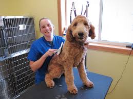 Need help finding a pet groomer? Pet Grooming In Luverne Mn Rock Veterinary Clinic