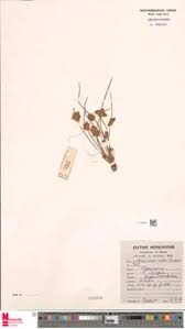 Image result for Schoenoplectiella roylei