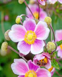 Japanese anemones are slightly taller than the species, sometimes growing to 4 feet. Japanese Anemone Care And Maintenance For This Wonderful Fall Flower