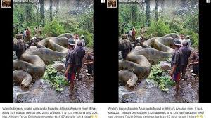 Ular terbesar di dunia, tidak disangka ada yang dari indonesia berikut ini ular ular terbesar didunia, dan sampai. Fakta Baru Ular Piton Raksasa Bunuh 257 Manusia Di Amazon Yang Viral 4 Tahun Lalu