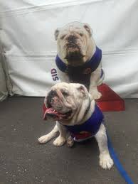 Sid appears at all of the western bulldogs home games at etihad stadium wearing the club colours and can be found during the game on level 3. Jerome Murnane Jeryyam Twitter