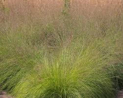 Image result for Sporobolus spicatus