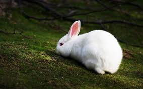 Rabbit symbols & totem animal video. White Rabbit Symbolic Meaning Whispers Channels Prophecies Visions