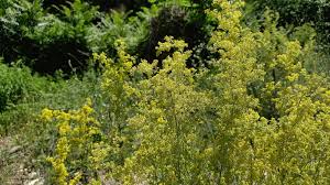 Image result for Galium verum
